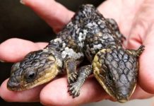 15 Surpreendentes mutações em animais
