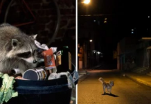 Segundo um estudo, os animais estão se tornando noturnos para evitar viver com seres humanos