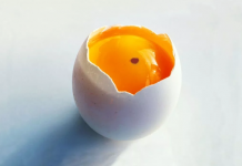 É seguro comer ovos que tem "manchas" de sangue?