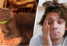 Homem acha que seu gato cura ressaca e está vendendo o bichano por US $ 225.000