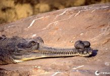 15 animais mais estranhos da Terra