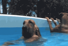13 imagens de animais incríveis e engraçados