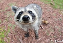 Conheça 15 animais surpreendentemente perigosos!
