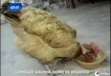 13 Manchetes mais bizarras do jornalismo brasileiro #19