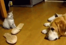 15 imagens engraçados de gatos corajosos que não temem nada