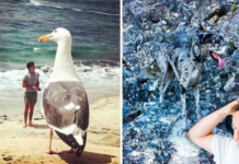 13 imagens enganosas que você terá que olhar duas vezes para entender o que está acontecendo