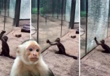 Macaco quebra o vidro de sua jaula com uma pedra!