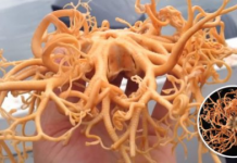 Pescadores encontram estranha criatura marinha no Alasca e acreditavam que era um alienígena