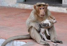 Macaco adota e cuida de filhote de cãozinho abandonado