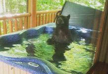 Filhote de urso pego desfrutando de um banho relaxante na banheira