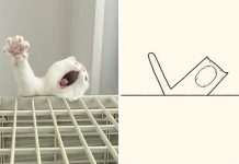 Conta no Twitter está compartilhando animais mal desenhados e as fotos são muito engraçadas