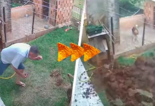 Homem tenta se livrar de insetos em seu quintal com pirotecnia e quase explode a casa