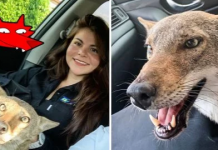 Garota salvou um filhote que havia sido atropelado e depois descobriu que ele era um coiote selvagem