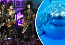 Banda Kiss fará um concerto exclusivo apenas para tubarões brancos na Austrália