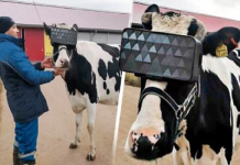 Criadores de gado colocam óculos de realidade virtual em suas vacas para que pensem que estão no campo