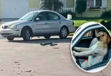 Filhote de cachorro foi pego 'dirigindo' o carro de seu dono