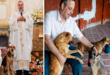 Padre leva cachorros de rua para a missa para serem adotados pelos paroquianos