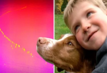 Fotógrafo herói encontra um menino e seu cachorro desaparecidos