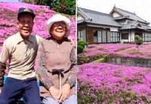 Vovô planta 2 milhões de flores em seu jardim para que sua esposa cega possa cheirá-las