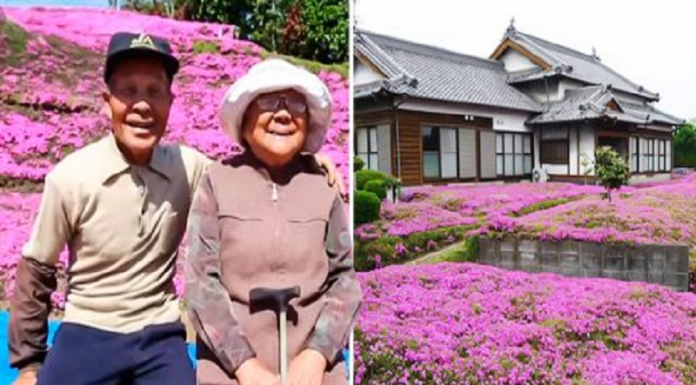 Vovô planta 2 milhões de flores em seu jardim para que sua esposa cega possa cheirá-las