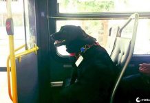 Cão pega ônibus de ida e volta todos os dias para brincar duas horas sozinha em um parque de cães