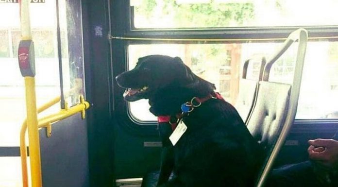 Cão pega ônibus de ida e volta todos os dias para brincar duas horas sozinha em um parque de cães