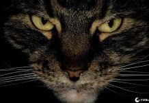 Seu gato pode comê-lo se você morrer revela estudo que mostra felinos se banqueteando com cadáveres humanos.