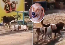 Cãozinho vê outro amarrado a uma cerca, o liberta e eles vão embora juntos
