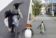 Pinguim aprendeu a ir ao mercado para comprar sua própria comida e os vizinhos cuidam dele
