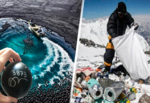 15 Projetos que atualmente estão salvando o mundo e cuidando do meio ambiente