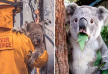 O coala, símbolo da Austrália, é declarado "funcionalmente extinto" após incêndios