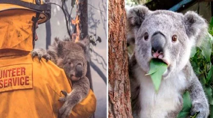 O coala, símbolo da Austrália, é declarado "funcionalmente extinto" após incêndios