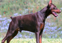 15 das raças de cães mais perigosas do mundo