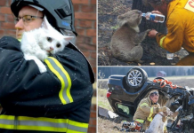 Conheça os bombeiros que em um simples dia de resgate de animais ficaram chocados