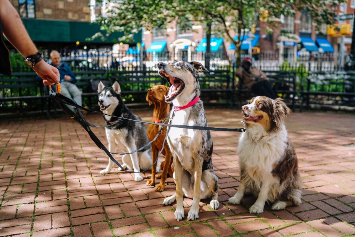 renda extra passeando com cachorros