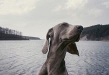 Veja 7 fotos de animais fofos (e exóticos) que vão mudar o seu dia fotos de animais fofos