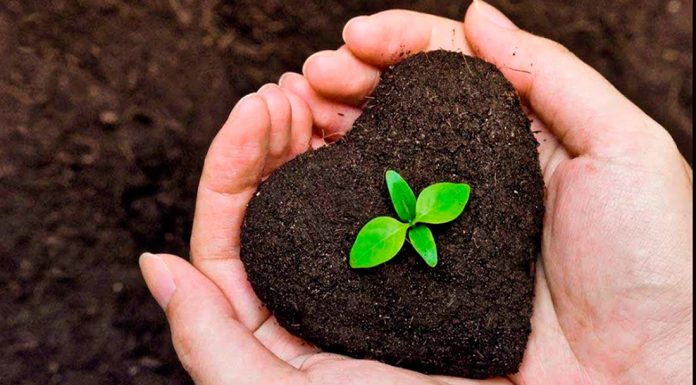 Compostagem humana é 'melhor para o meio ambiente' que enterro ou cremação