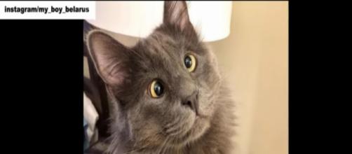 Cross-eyed kitty named Belarus is stealing everyone's hearts. [Image Source: Stories of Animals/YouTube]