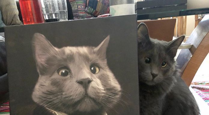 Um adorável gatinho vesgo chamado Bielorrússia está roubando o coração de todos