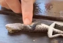 Bombeiro reanima lagarto que estava se afogando na piscina