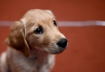 Voluntários resgatam animais de estimação abandonados em evacuação da cidade de Wuhan