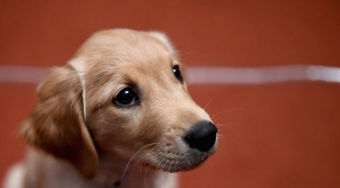 Voluntários resgatam animais de estimação abandonados em evacuação da cidade de Wuhan