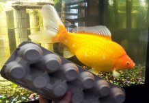 Mulher horrorizada após peixinho dourado crescer de forma 'monstruosa' e comer companheiros de aquário