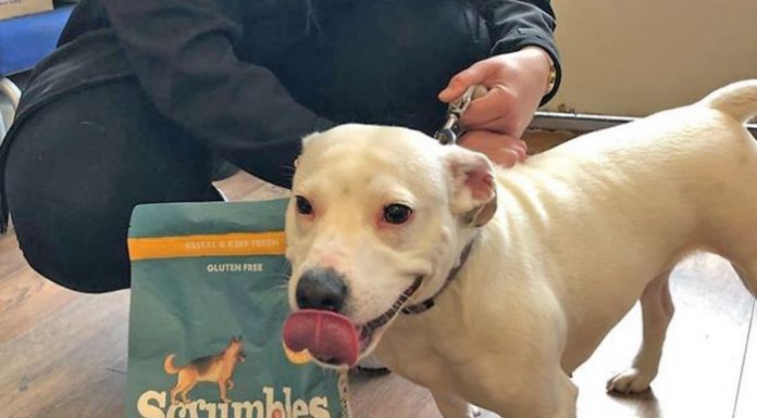 Cão é adotado em tempo recorde por ter um sorriso encantador