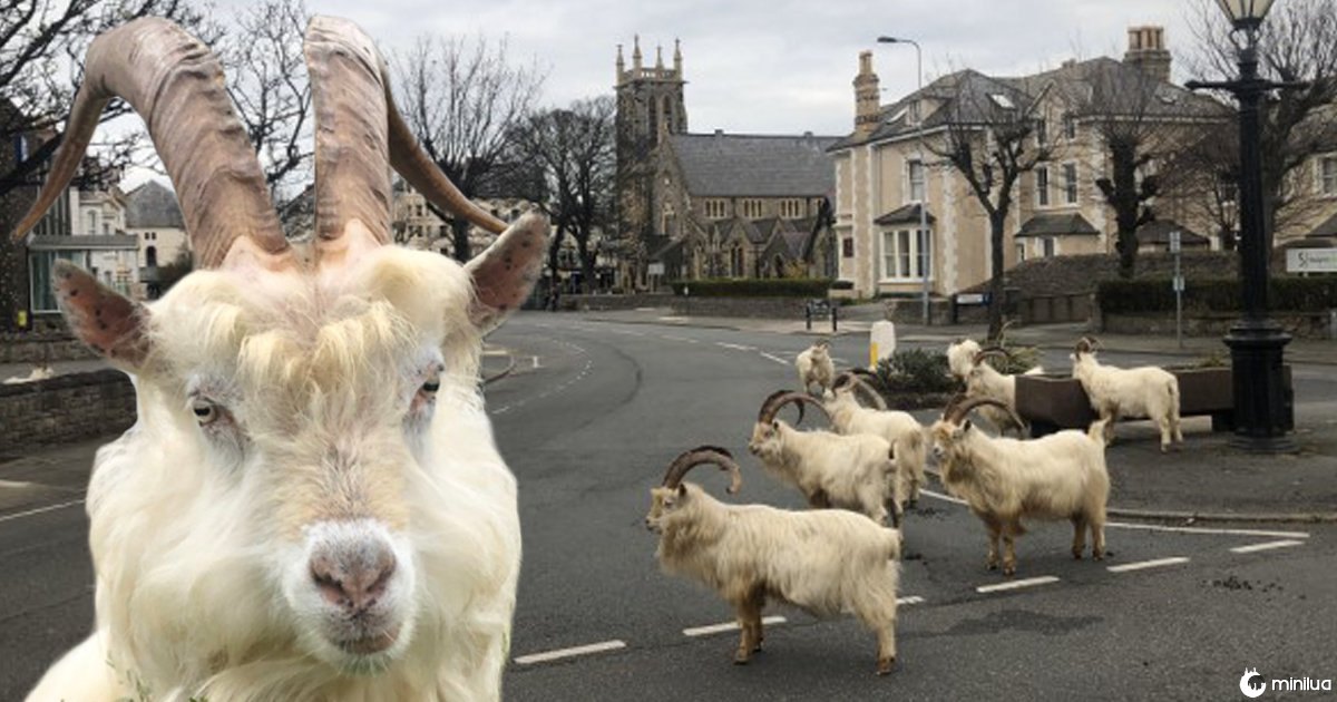 Mountain goats take over Welsh town in coronavirus lockdown Pics: PA
