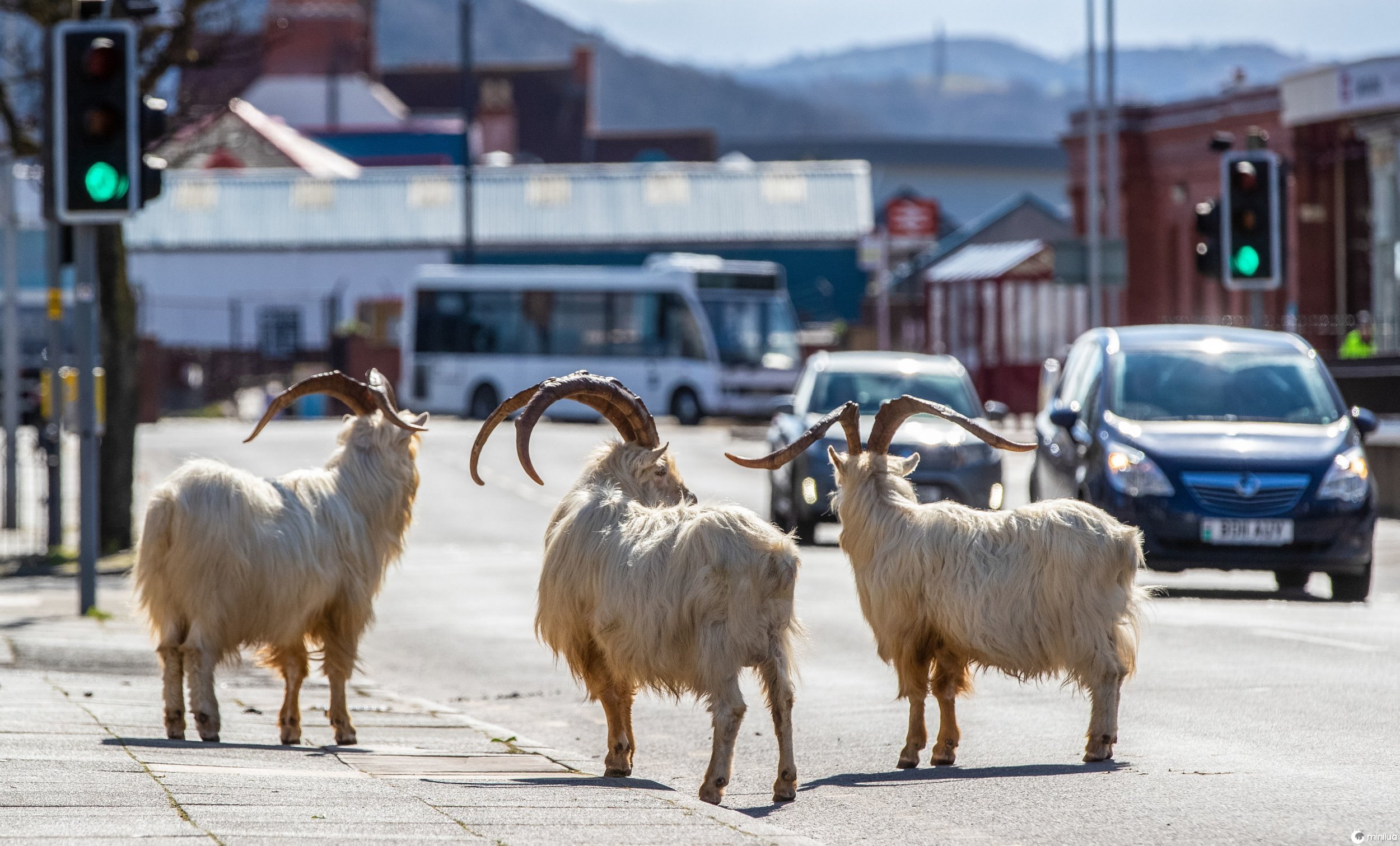 A herd of goats take advantage of quiet streets in Llandudno, north Wales. PA Photo. A gang of goats has been spotted strolling around the deserted streets of the seaside town during the nationwide lockdown. Picture date: Monday December 9, 2019. See PA story HEALTH Coronavirus Goats. Photo credit should read: Peter Byrne/PA Wire
