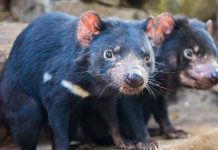 A indesejável doença humana que pode ser fatal para esses animais