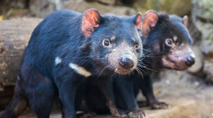 A indesejável doença humana que pode ser fatal para esses animais