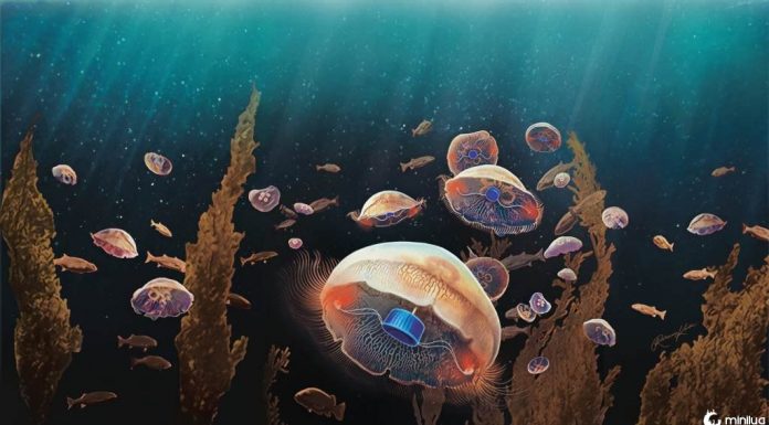 Serão as água-vivas biônicas a chave para a exploração do oceano profundo?