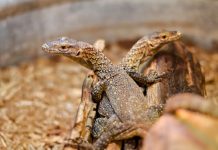 Dragão de Komodo fêmea tem três bebês sem participação de nenhum macho